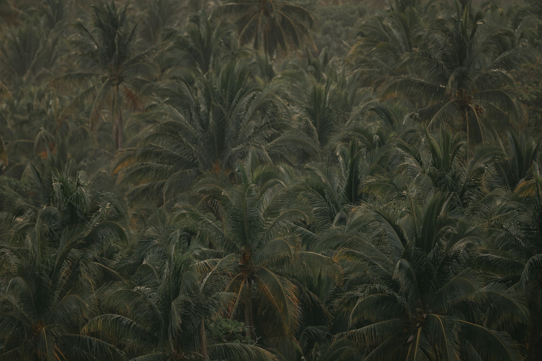 Coir drying yard, Tamil Nadu