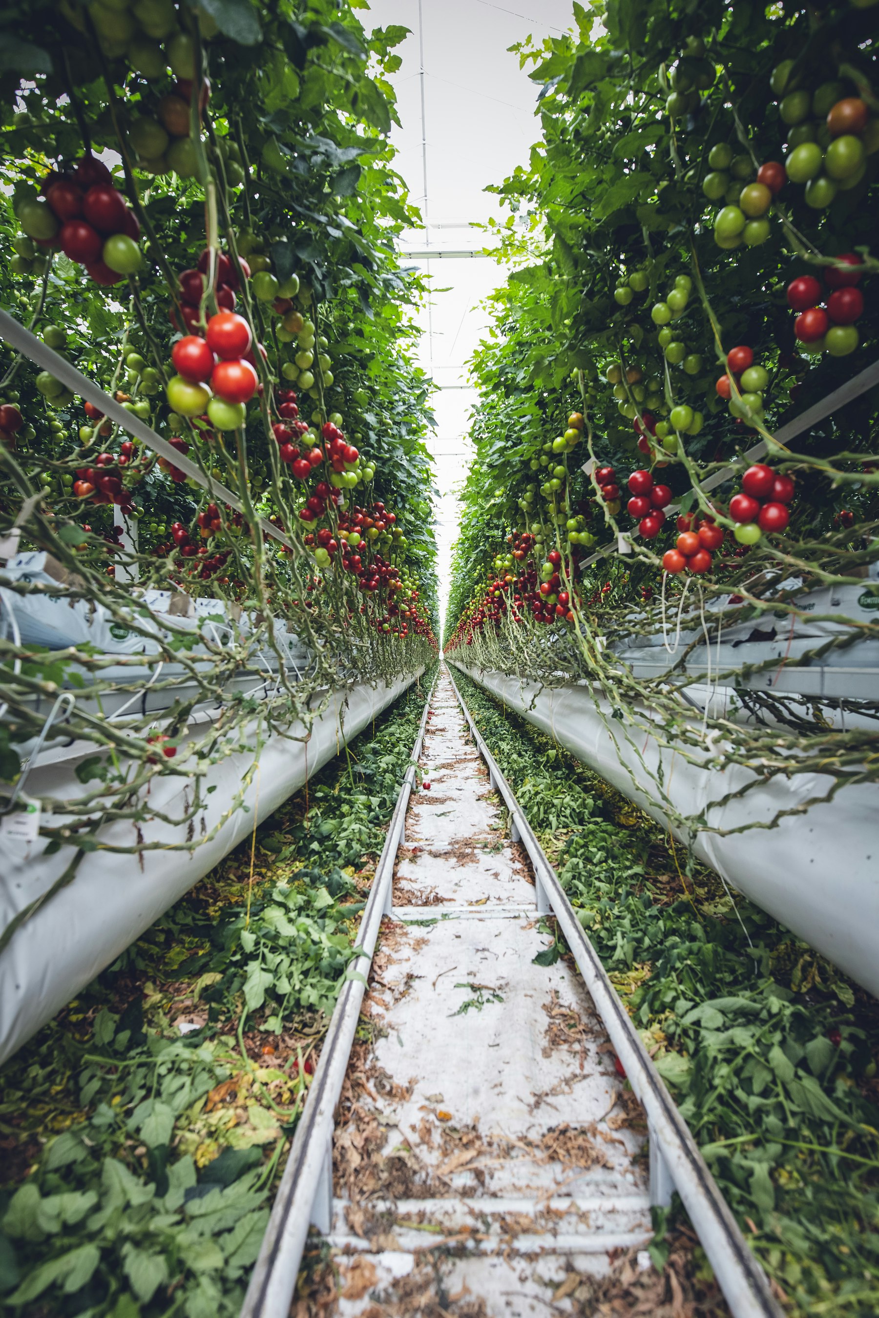US greenhouse or nursery