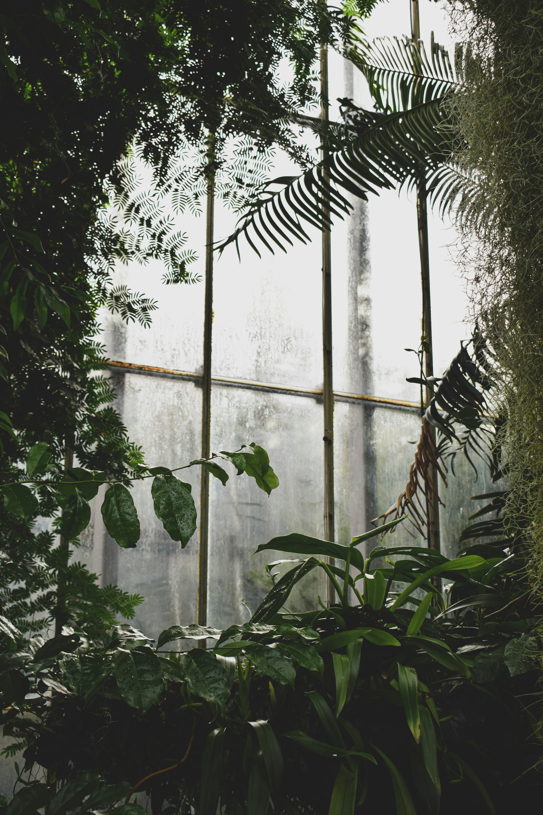 Cocopeat