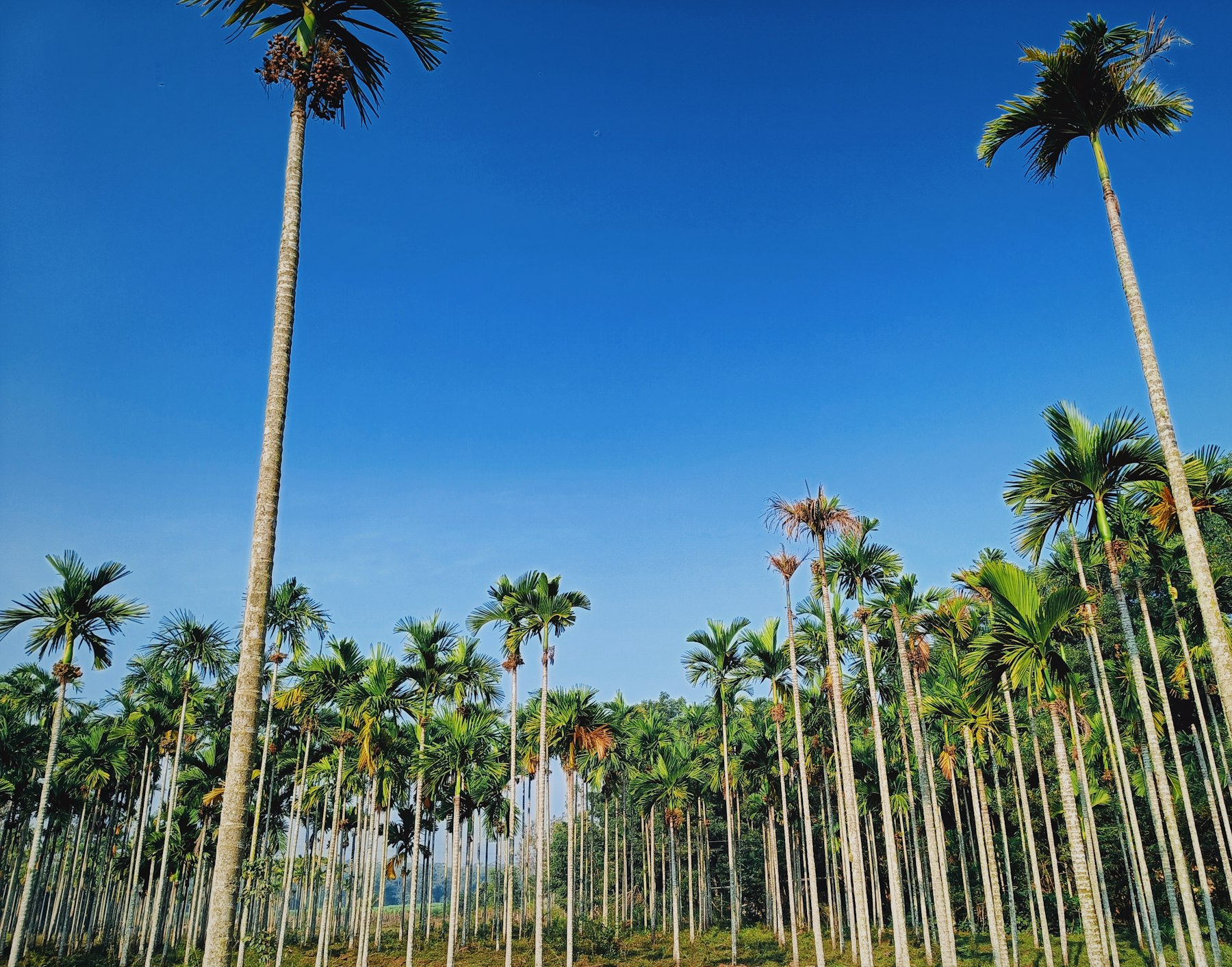 Coconut palms