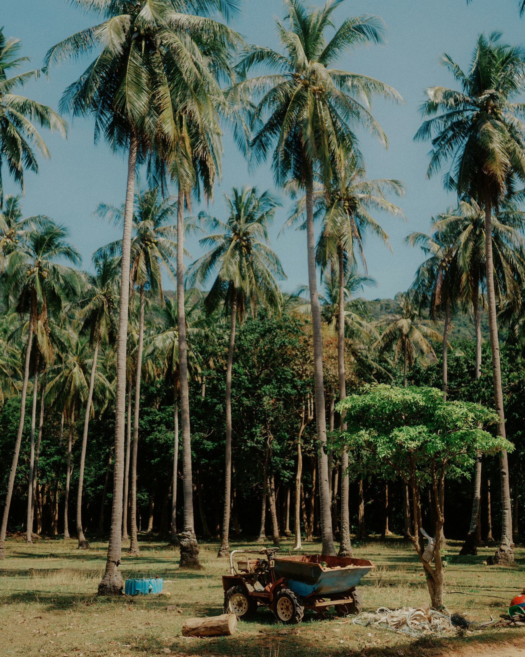 Husk collection on a coconut farm