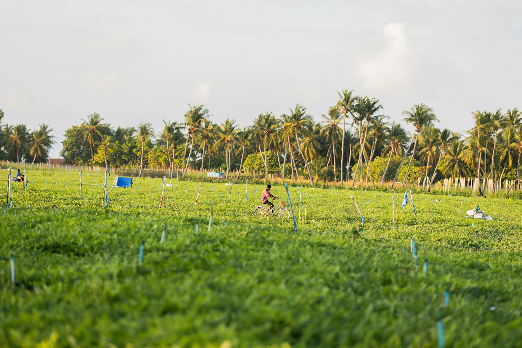 Farmers with coconut husks